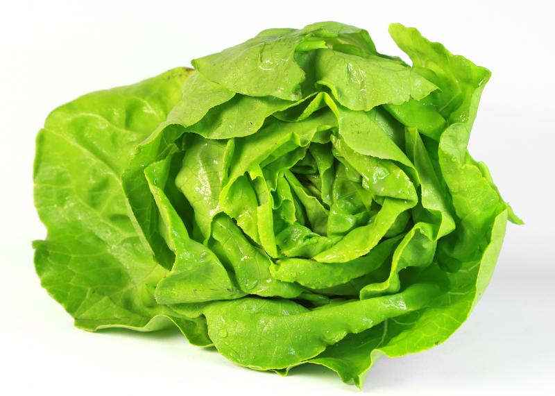 Salatkopf | Obst und Gemüse Kräling